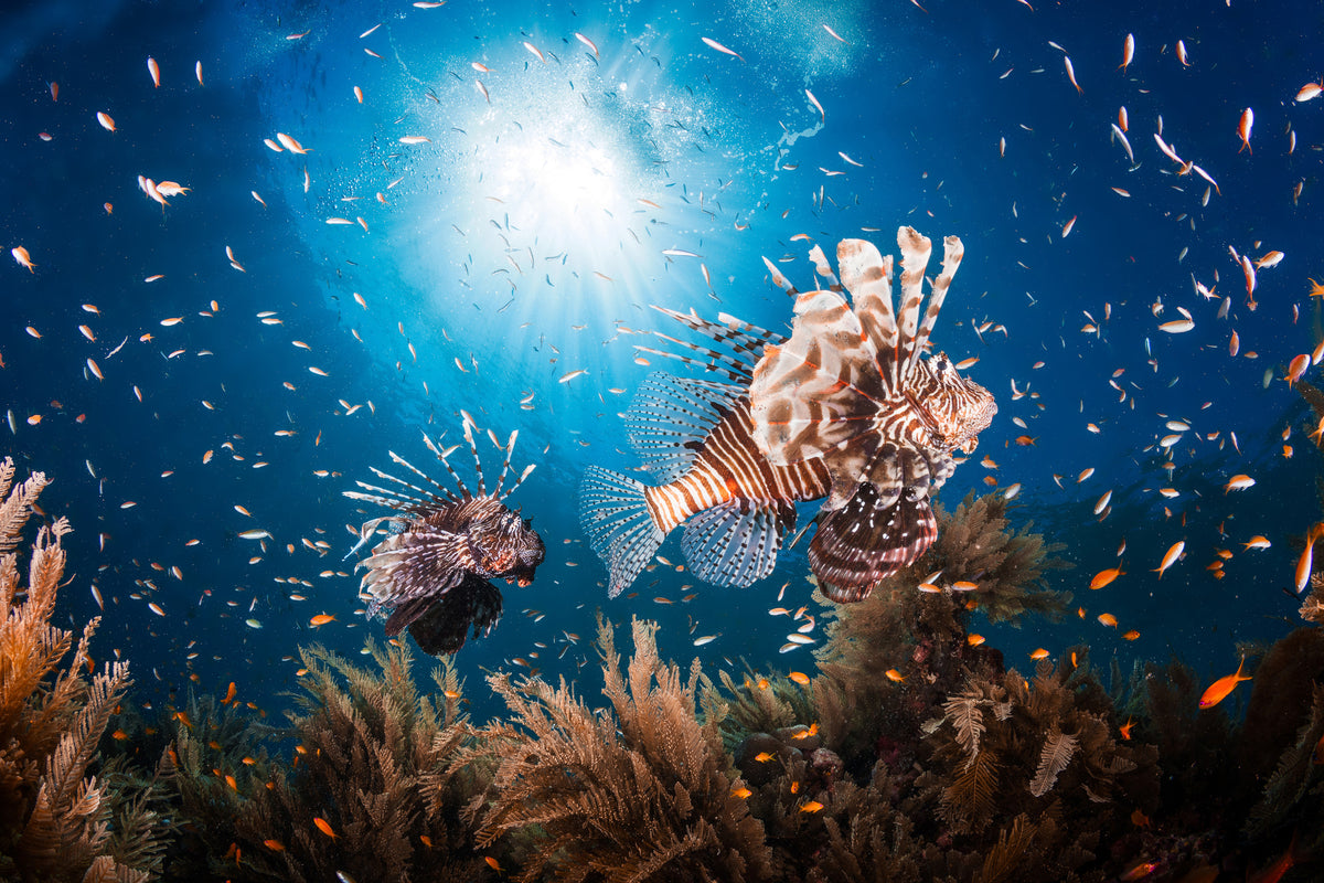 framedposter-print-lionfish-ii