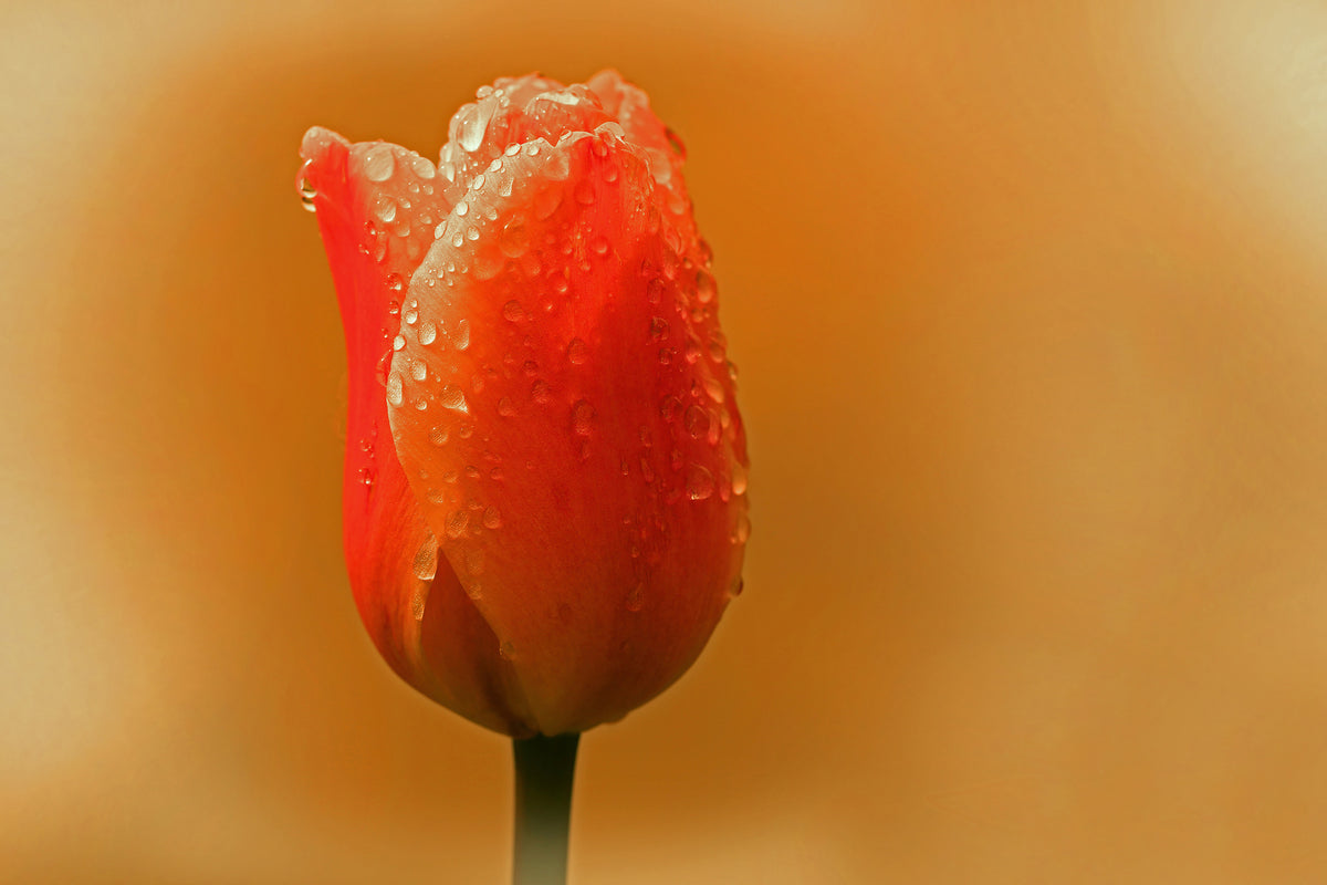 canvas-print-a-tulip-in-the-morning-dew
