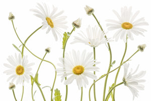 3-piece-acrylic-print-ox-eye-daisies