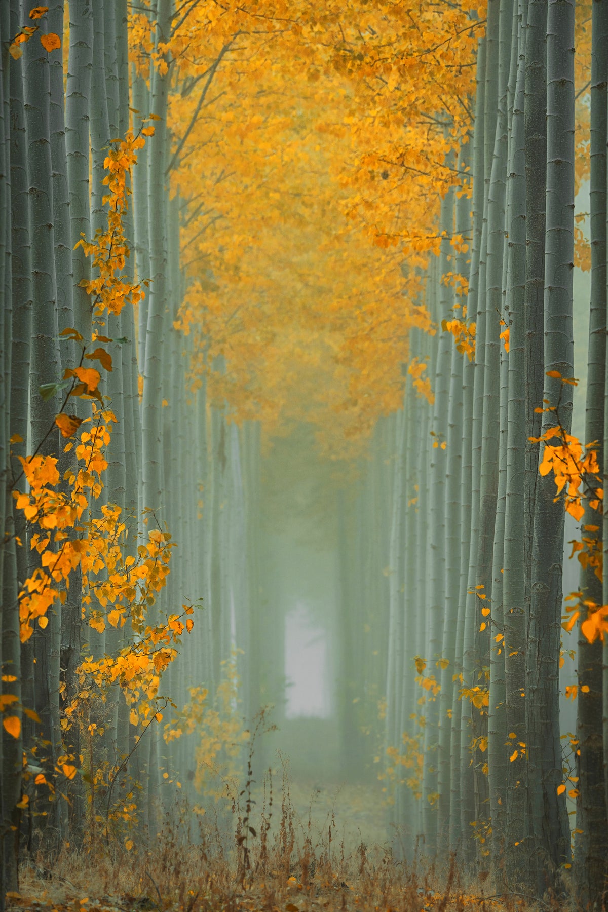 framedcanvas-print-misty-autumn-path