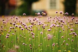 modern-3-piece-acrylic-print-a-meadow-full-of-flowers