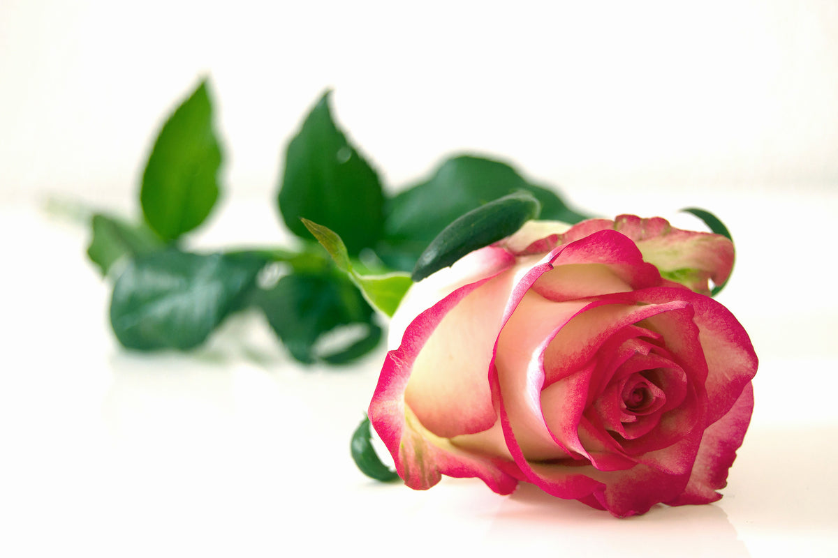 framedcanvas-print-the-proud-rose