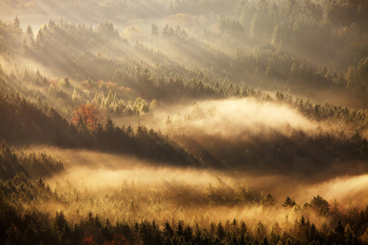poster-print-autumn-rays-x