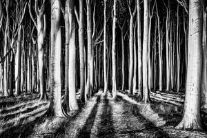 aluminium-print-ghost-forest