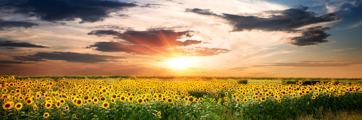 panoramic-poster-print-a-field-of-sunflowers-panorama