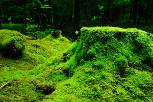 3-piece-canvas-print-moss-in-the-forest