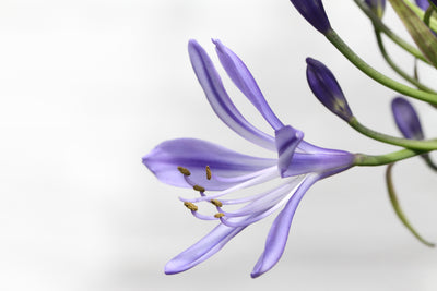 poster-print-lily-flower-in-purple