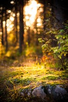 canvas-print-the-forest-in-the-background