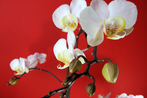 framedcanvas-print-white-orchids-on-red-wall