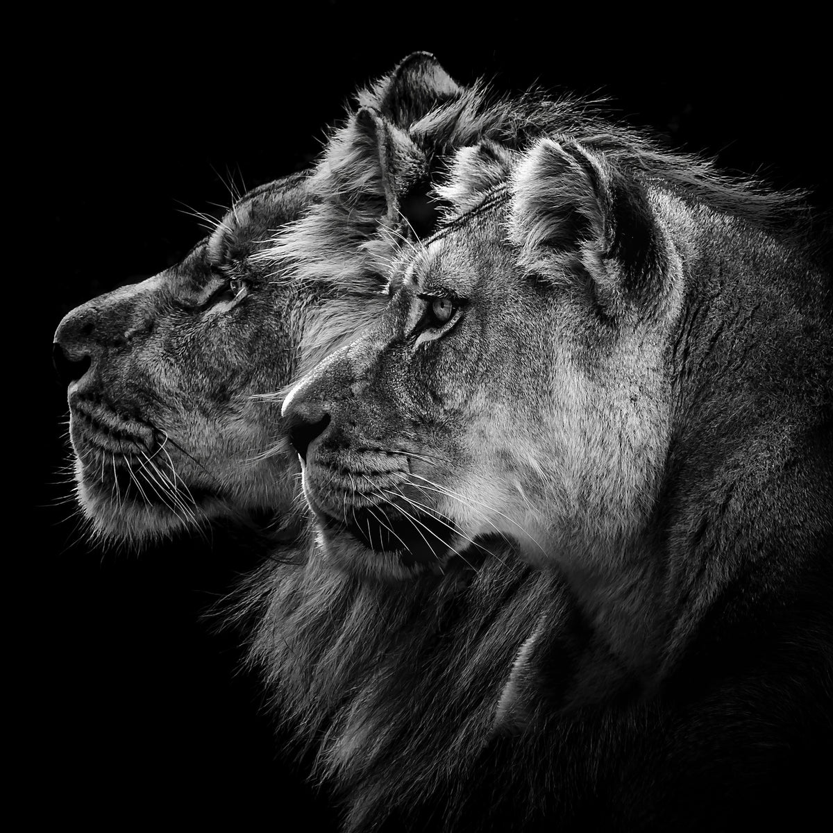 canvas-print-lion-and-lioness-portrait