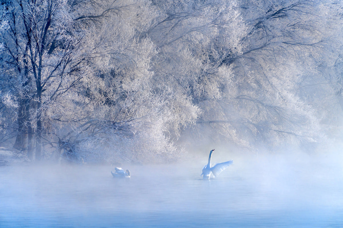 aluminium-print-swan-lake-x