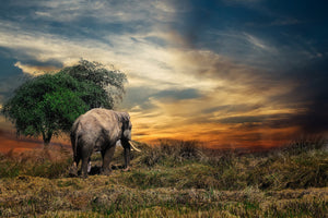 poster-print-the-elephant-in-the-sunset