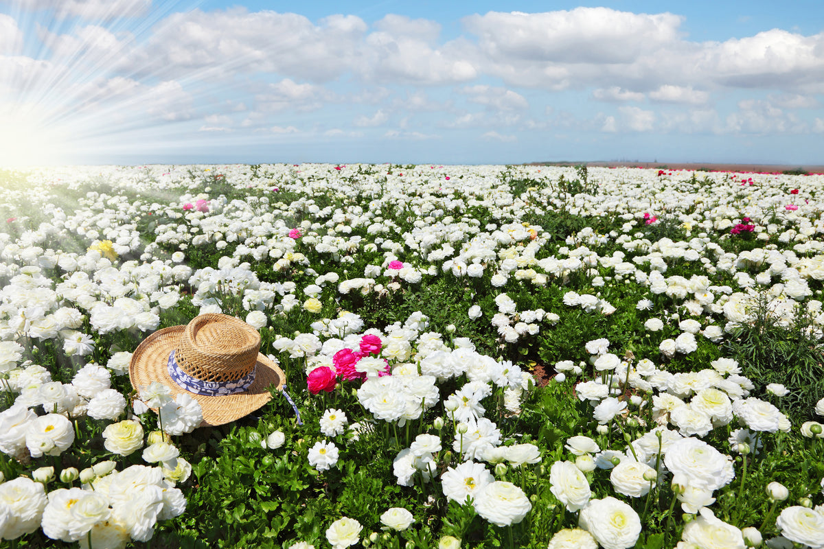 canvas-print-spring-flower-meadow