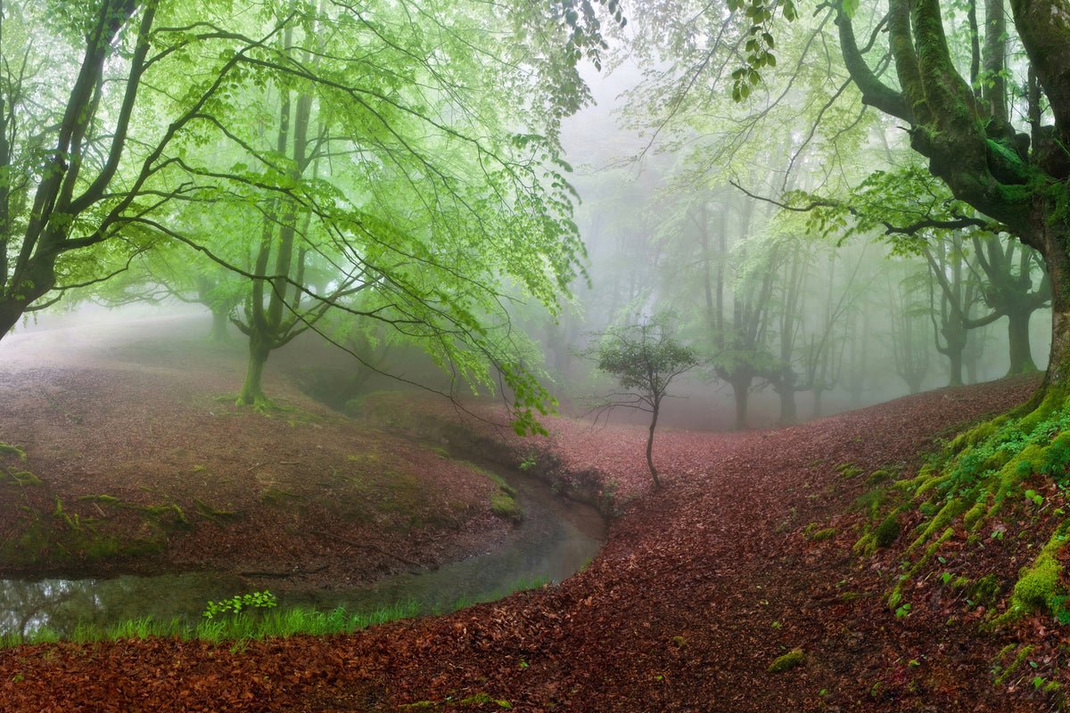 canvas-print-the-forest-maravillador-iii