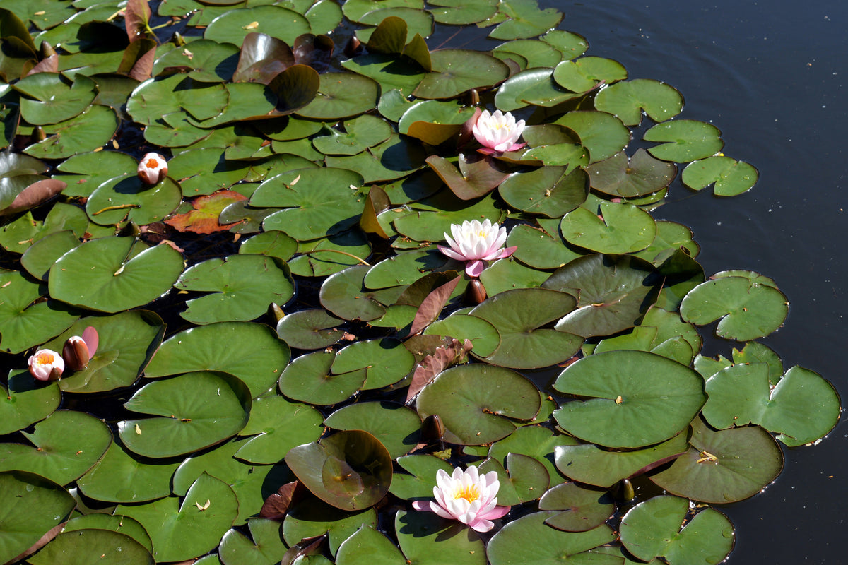 acrylic-print-white-water-lilies-in-the-pond