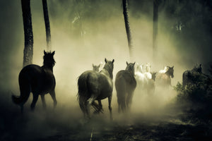 framedcanvas-print-horses-in-the-forest