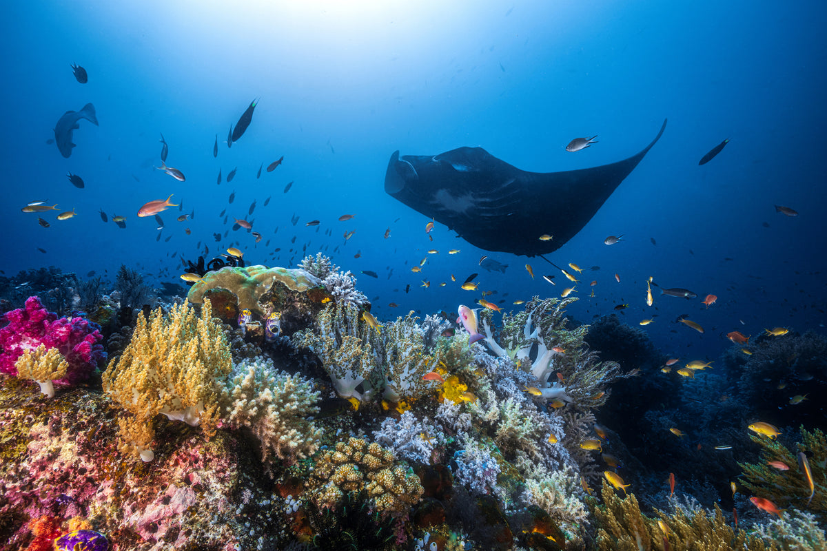 canvas-print-manta-reef-on-the-reef-x