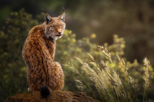 aluminium-print-lynx-fine-art-x