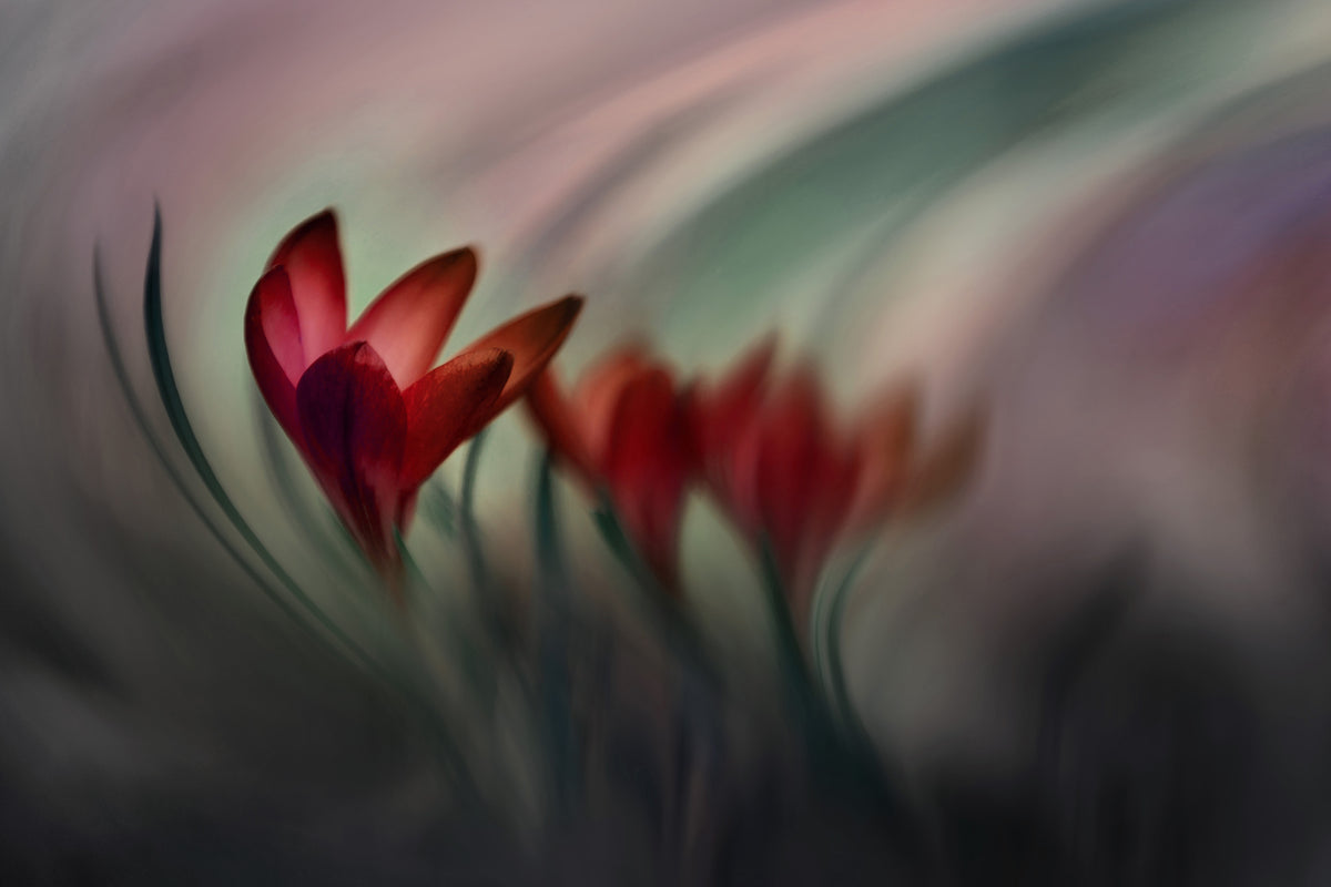 3-piece-canvas-print-krokus