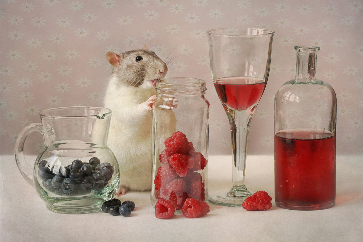 poster-print-snoozy-with-fruit-x