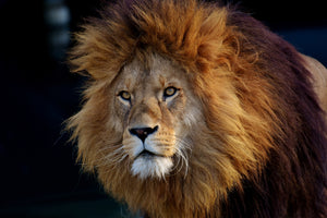 3-piece-aluminium-print-attention-lion