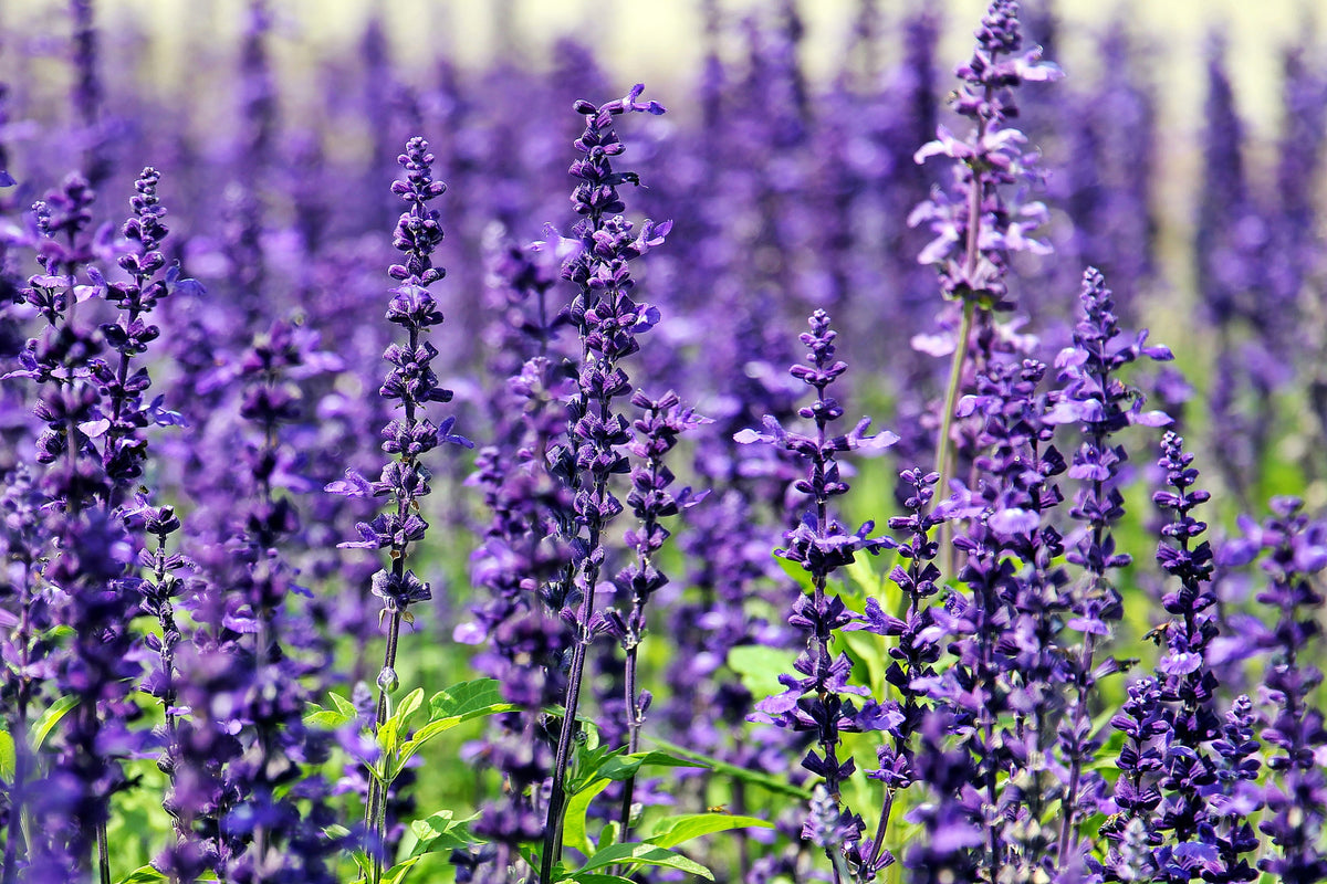 aluminium-print-xl-lavender