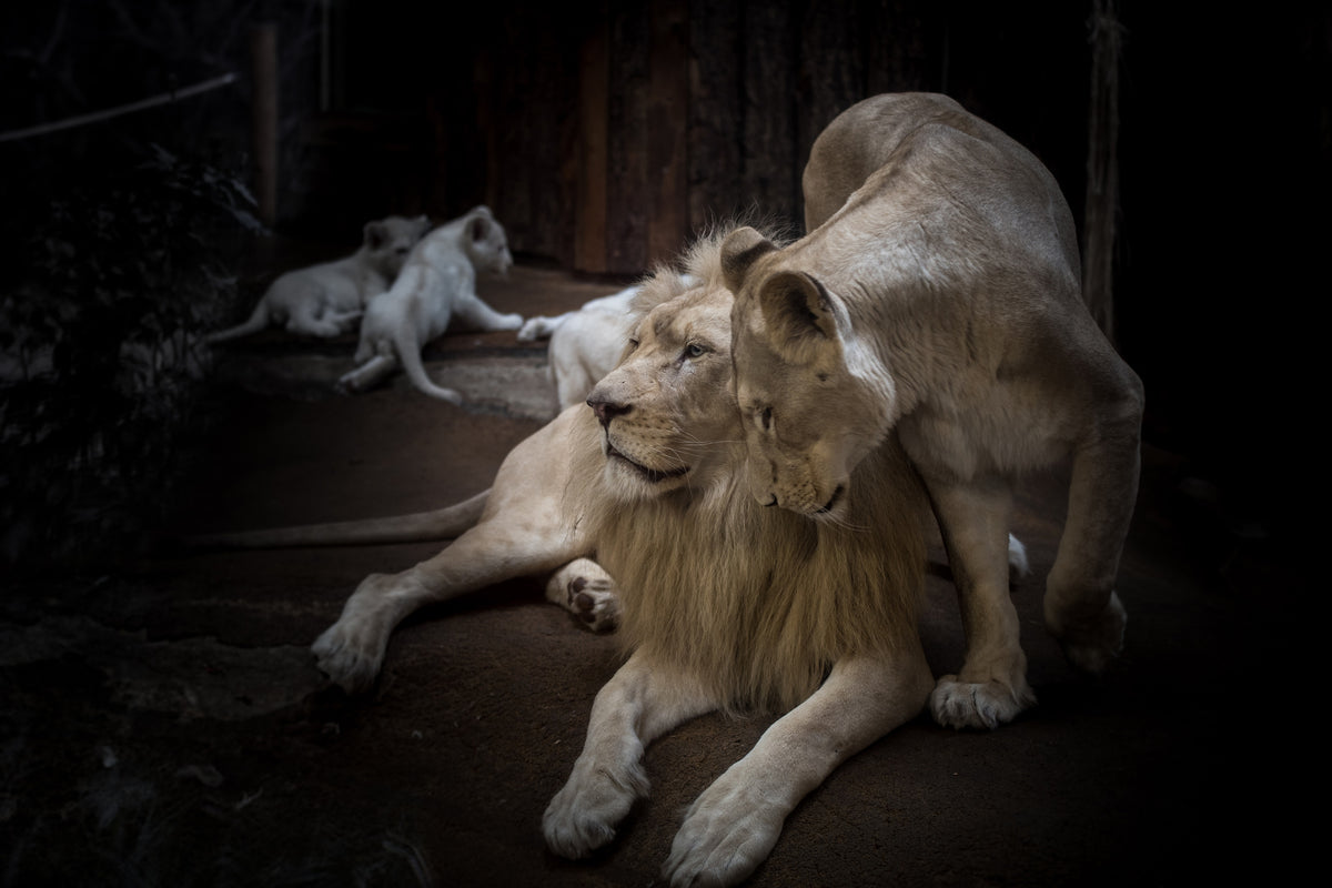 acrylic-print-the-lion-couple