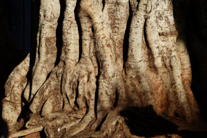 poster-print-tree-close-up