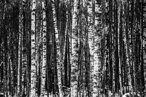 framedposter-print-many-birches-xl
