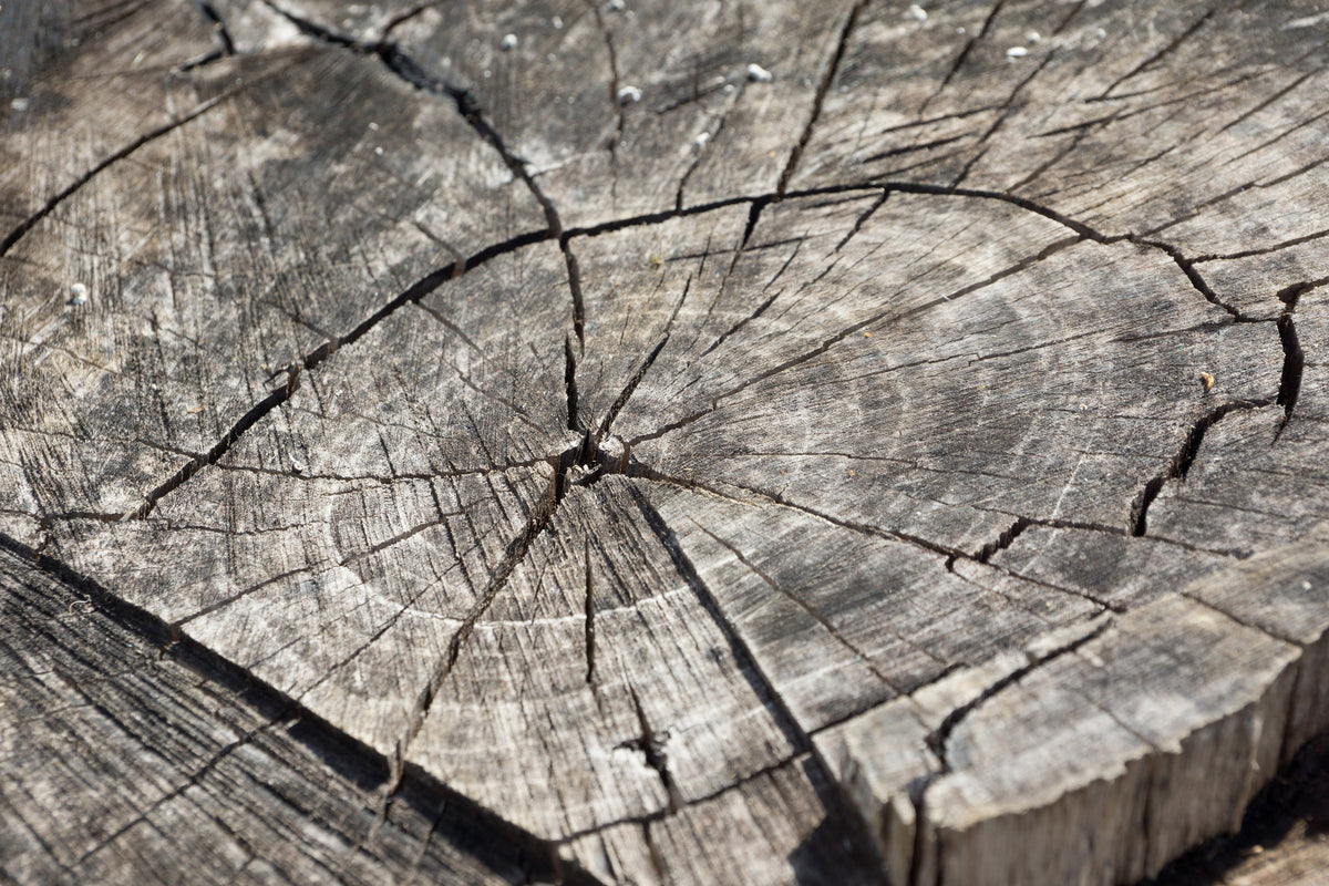 canvas-print-the-tree-rings