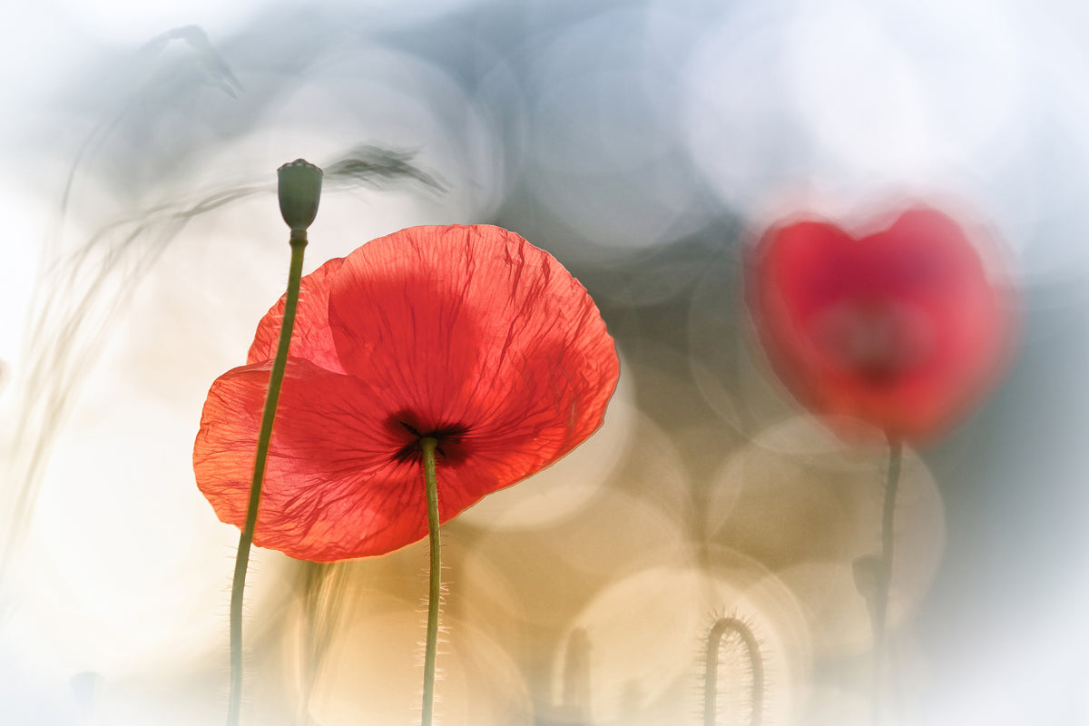 framedcanvas-print-morning-poppies-x