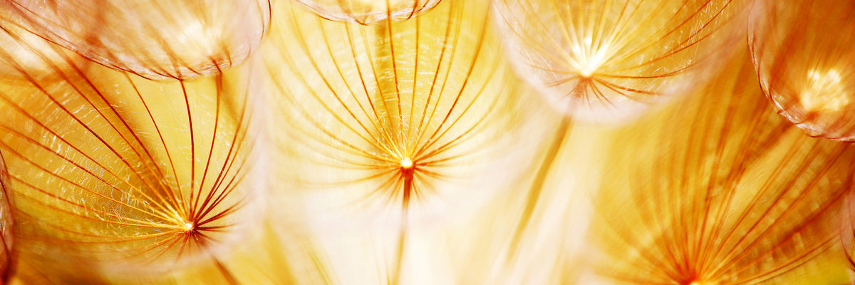 panoramic-3-piece-aluminium-print-close-up-dandelion-in-light-panorama