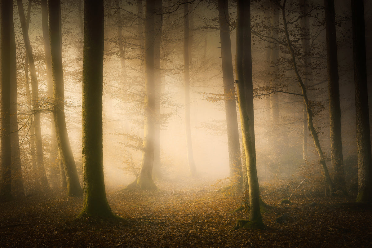 framedcanvas-print-november-whispers-x