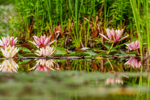 framedcanvas-print-wild-water-lilies
