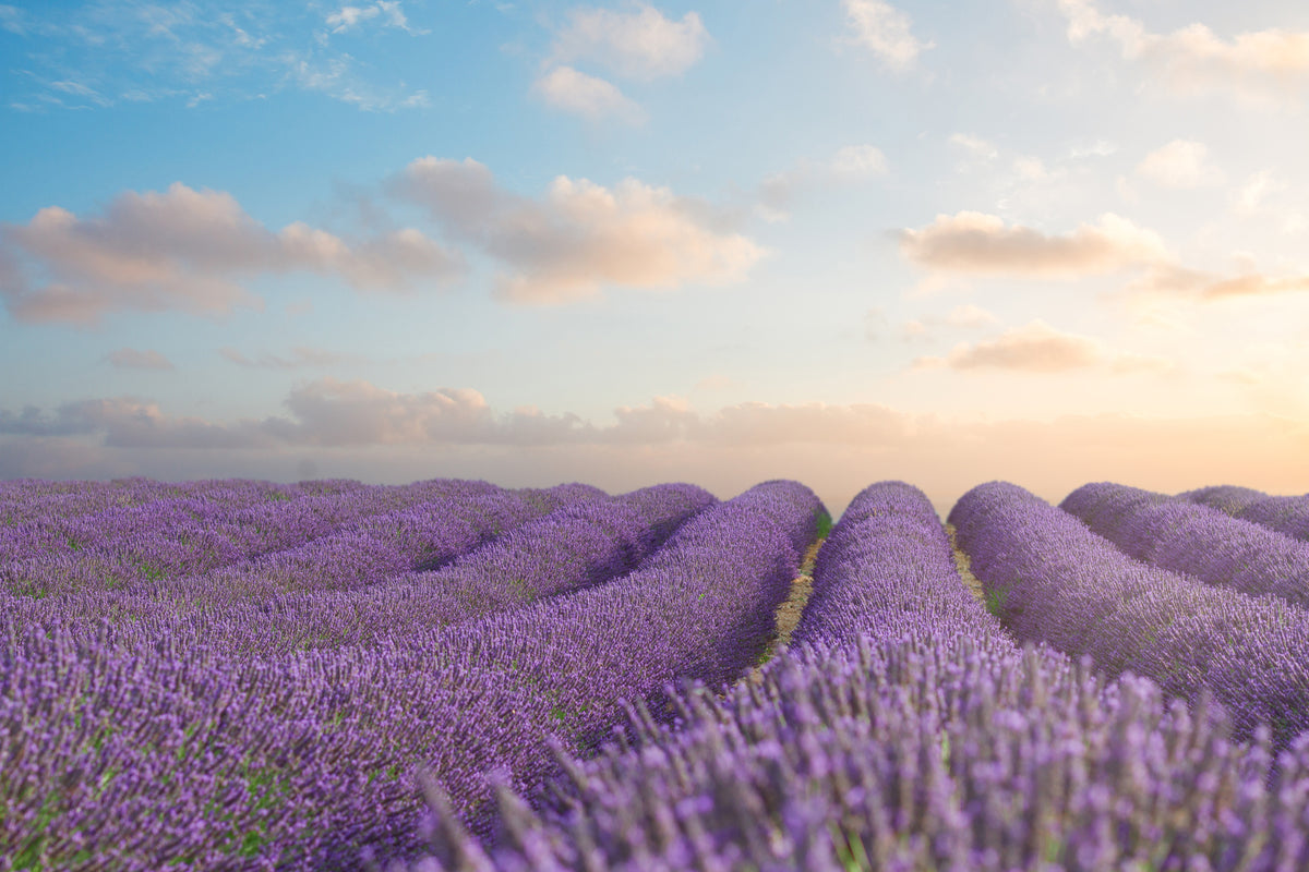 modern-3-piece-acrylic-print-the-blooming-lavender-field