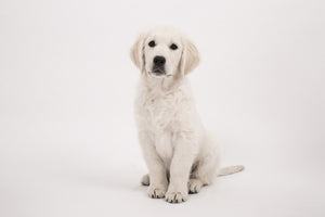 3-piece-aluminium-print-sweet-golden-retriever-puppy