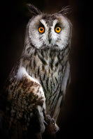 poster-print-longeared-owl-portrait-x