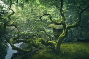 framedcanvas-print-japanese-tree-x