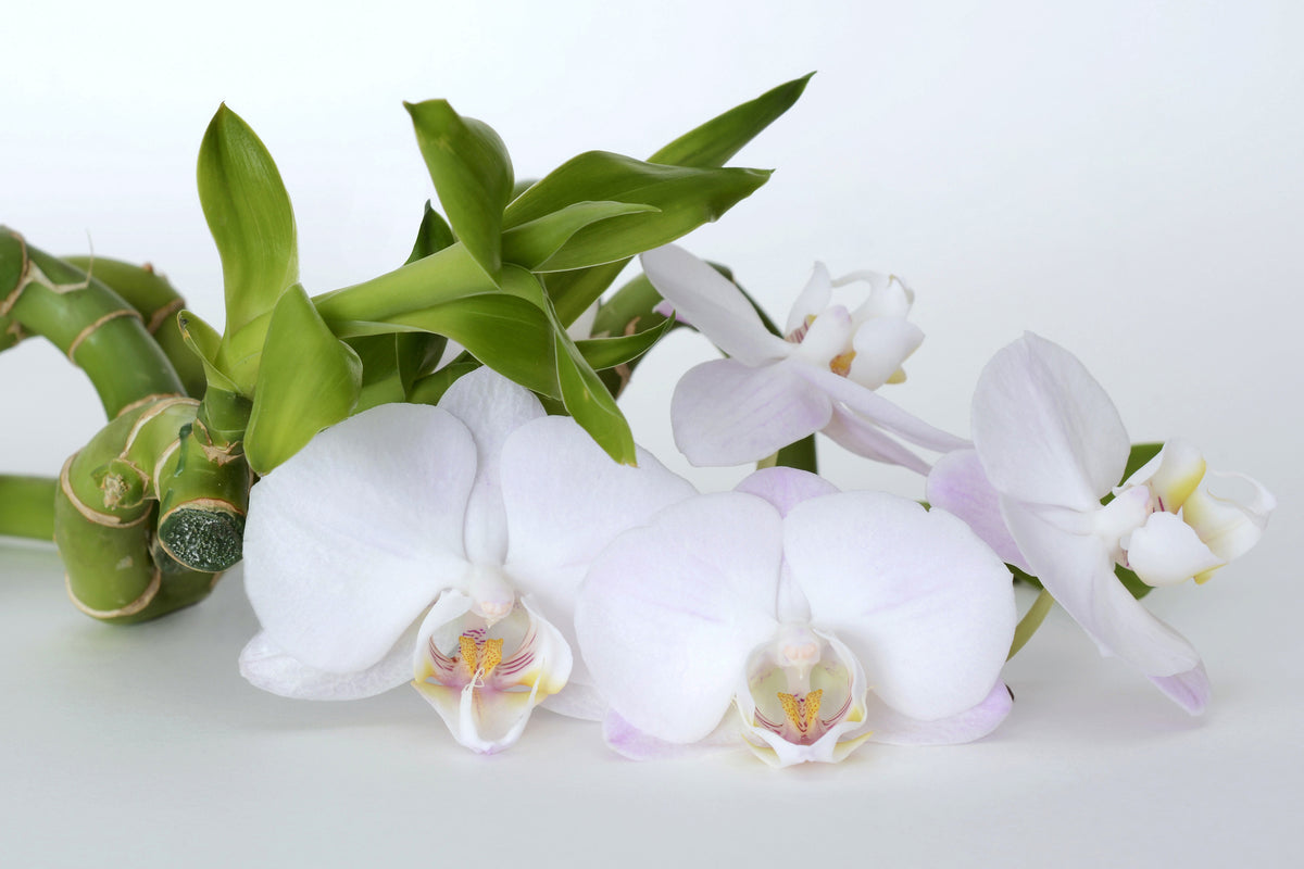 poster-print-orchid-and-bamboo