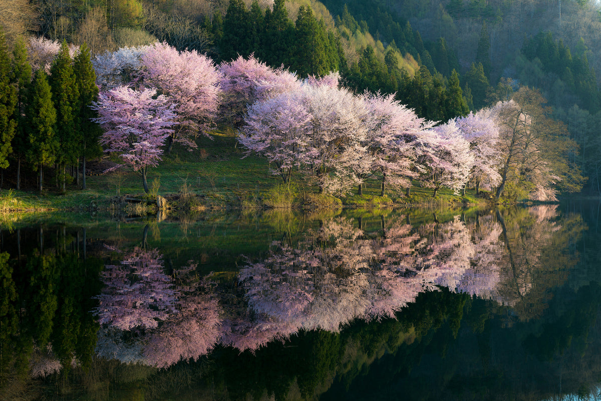 aluminium-print-sakura-x