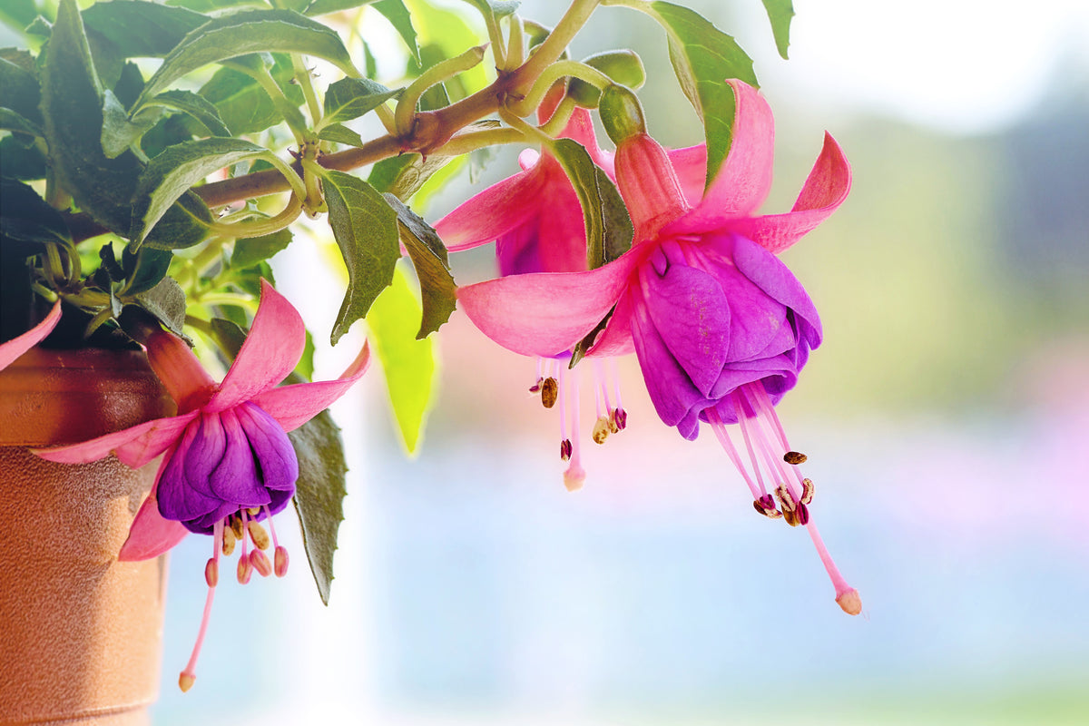 modern-3-piece-acrylic-print-the-fuchsias