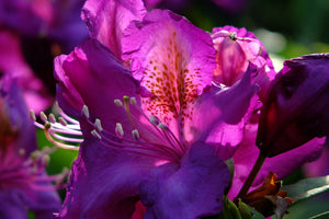 canvas-print-the-rhododendron