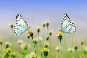 3-piece-acrylic-print-2-butterflies