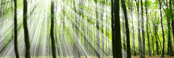 panoramic-aluminium-print-magic-light-in-the-trees-panorama