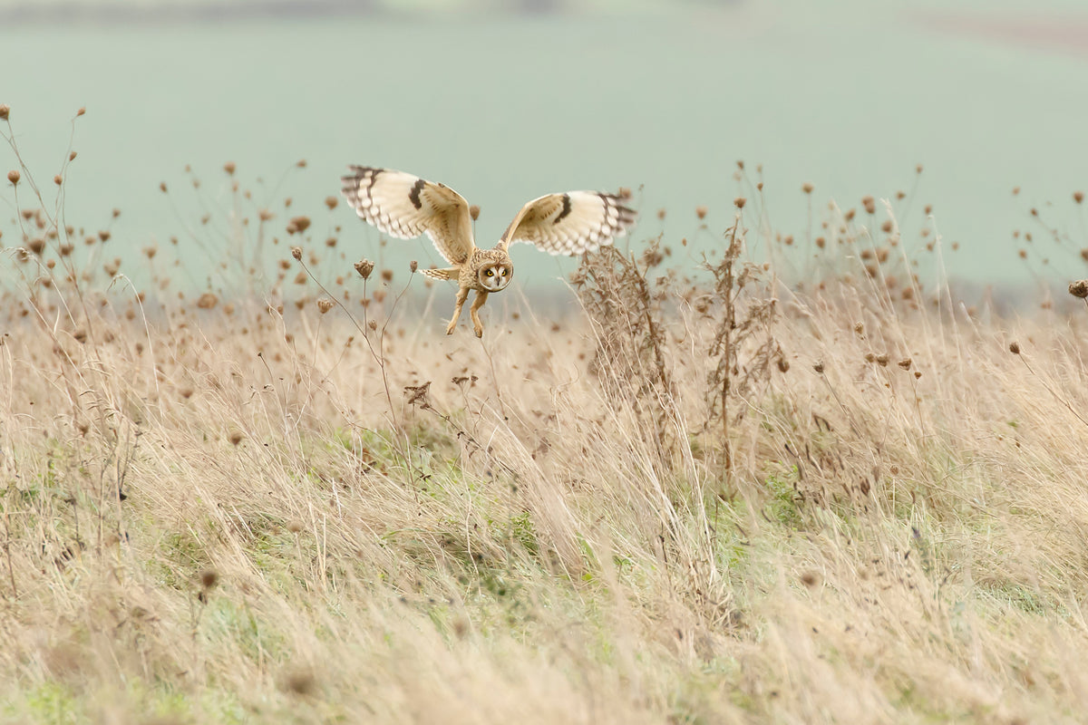 poster-print-hunting-short-eared-owl-x