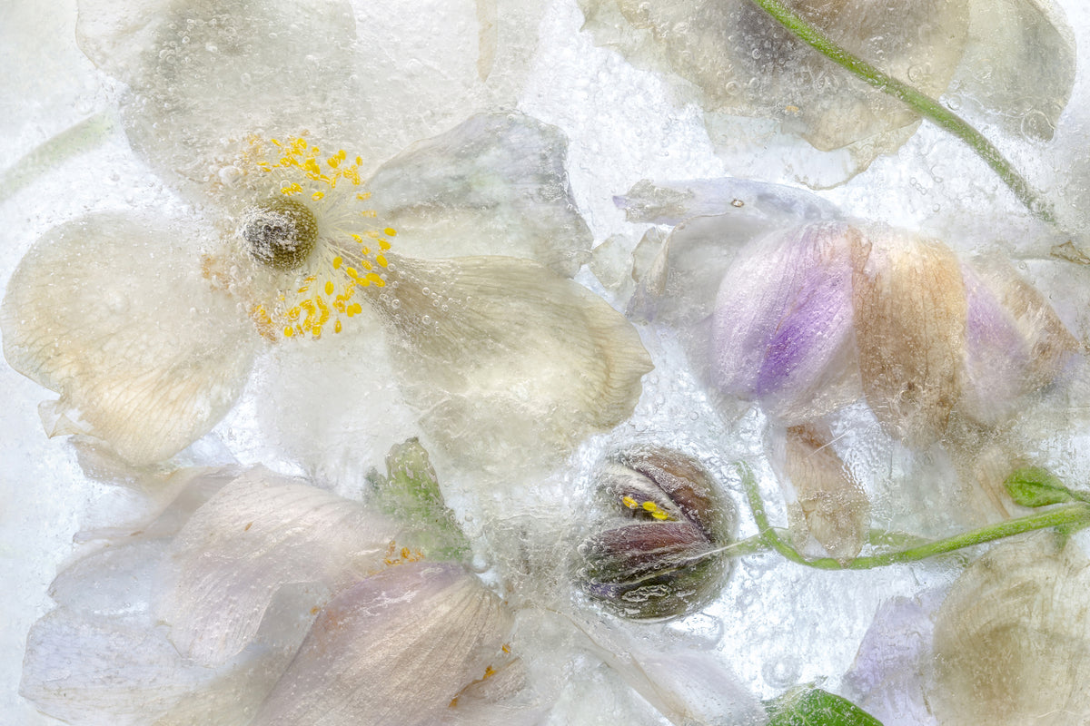 acrylic-print-anemone-frost-x