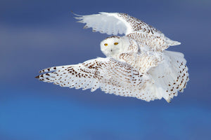 3-piece-aluminium-print-flight-of-the-snowy-snowy-owl
