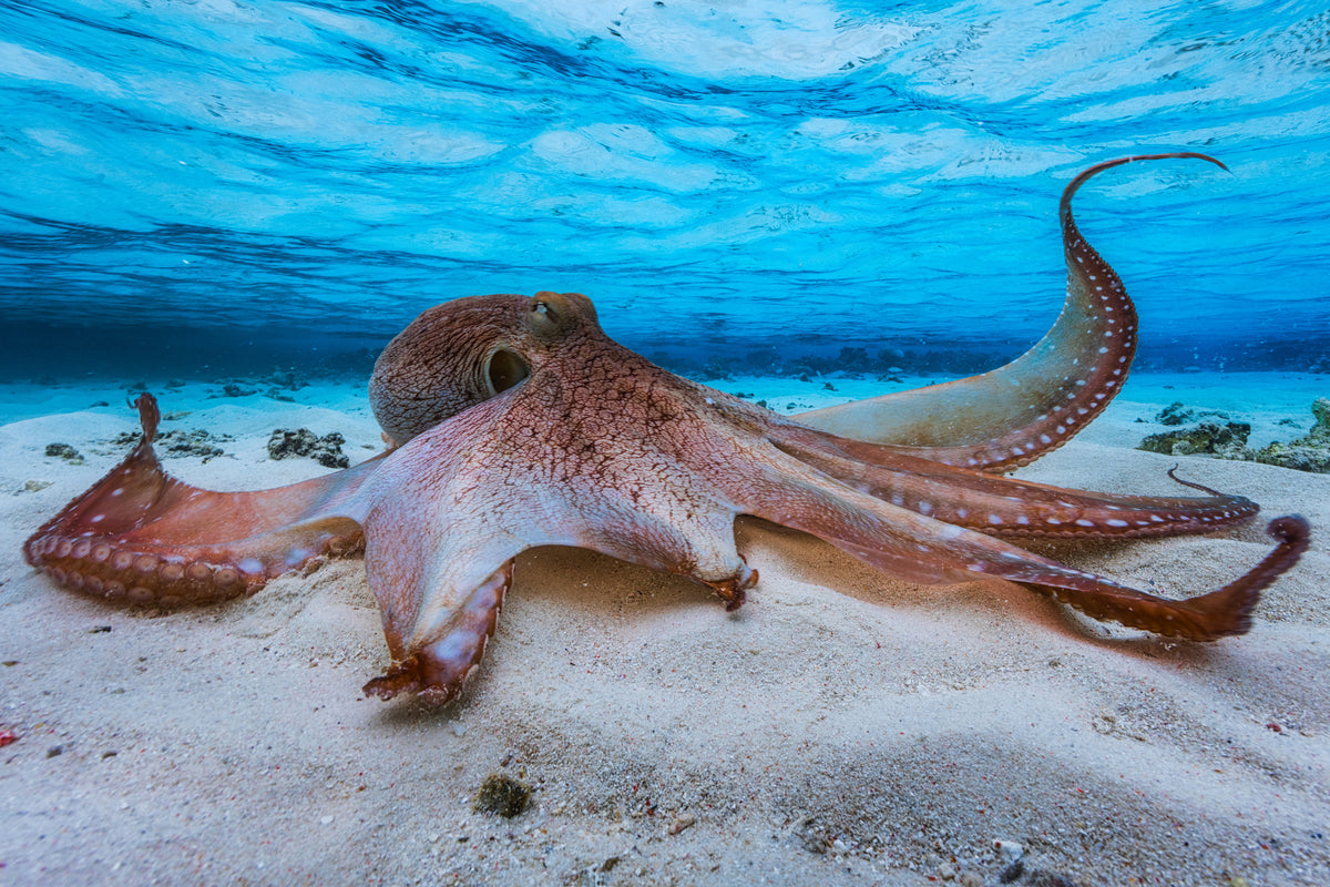 framedcanvas-print-octopus