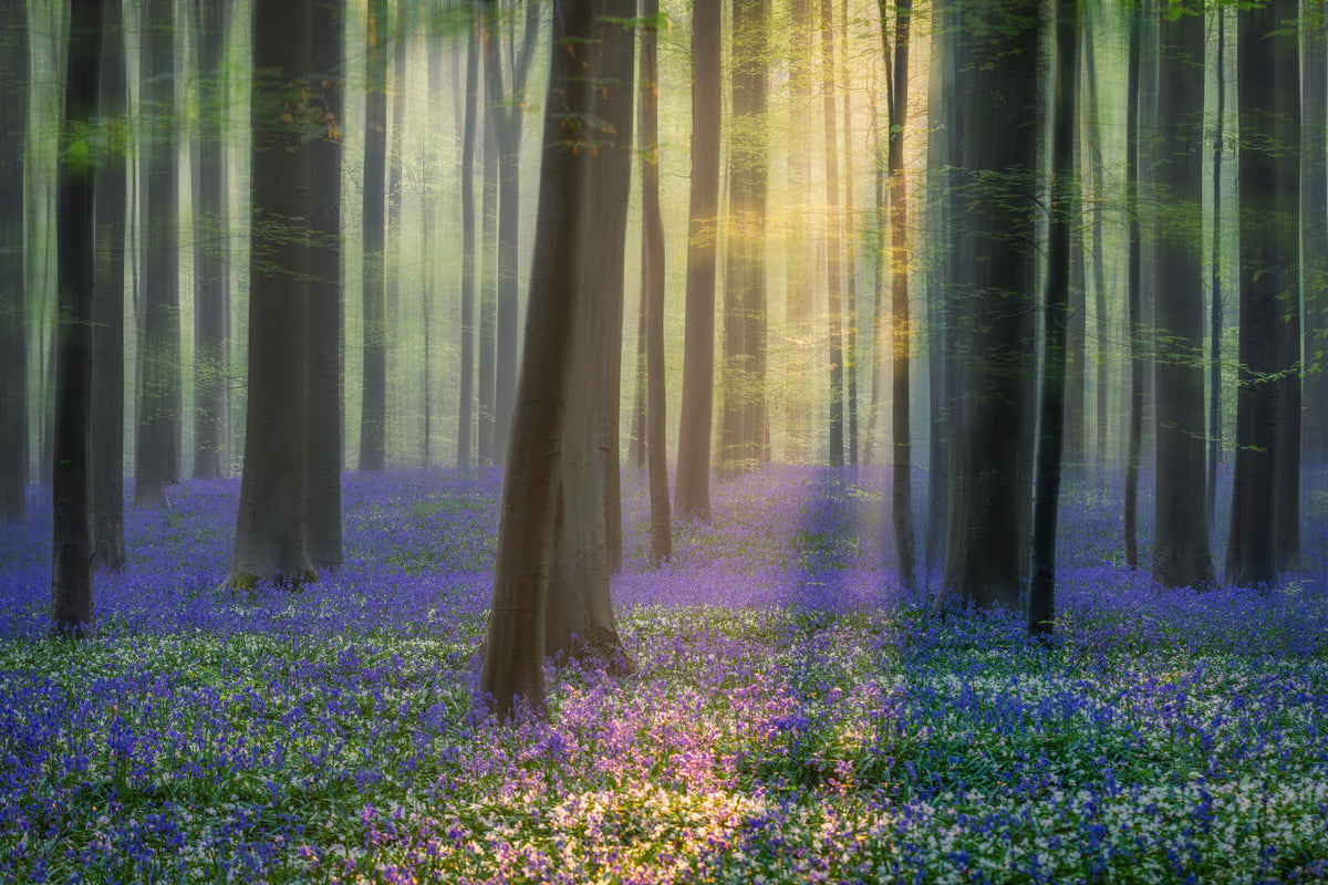 framedposter-print-daydreaming-of-bluebells-xfv