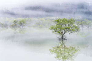 poster-print-dreamy-tree-x